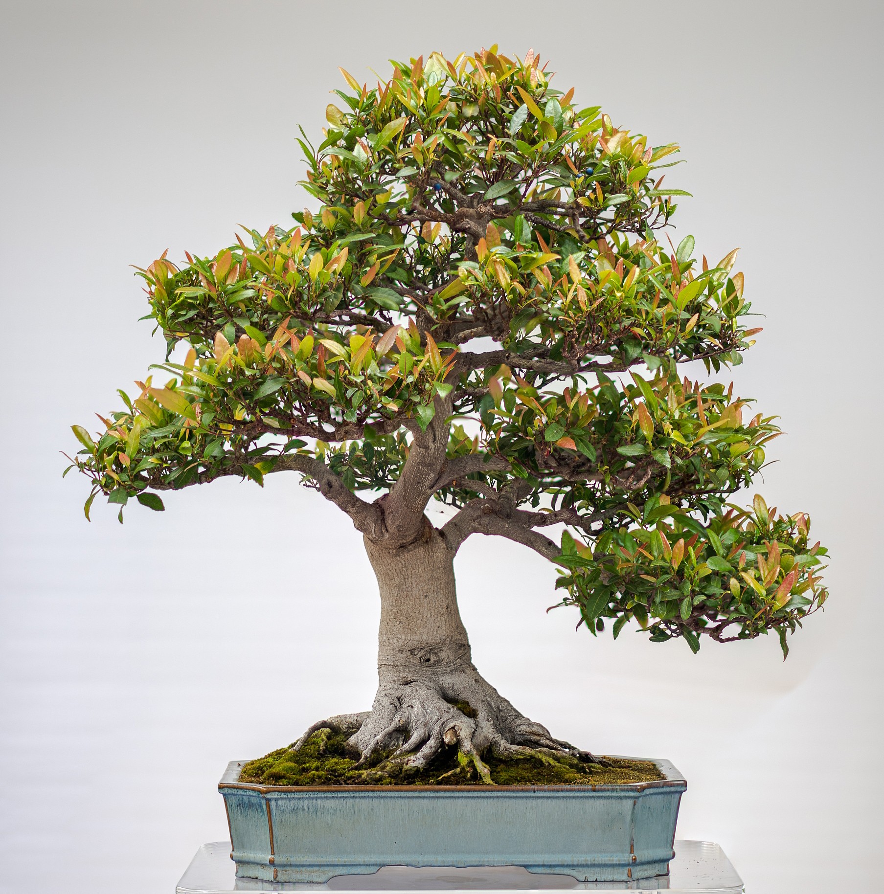Bonsai in Australian Collections Bonsai Clubs Australia