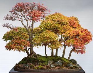 8 Trident maple forest SG